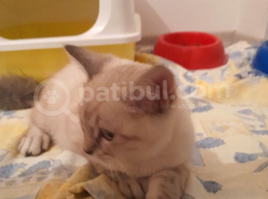 Adana Saf Kan British Shorthair 2 Aylık Dişi görsel