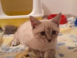 Adana Saf Kan British Shorthair 2 Aylık Dişi