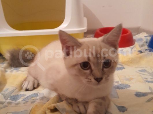 Adana Saf Kan British Shorthair 2 Aylık Dişi