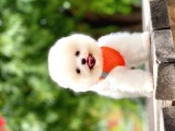 Safkan Pomeranian Boo Yavrular