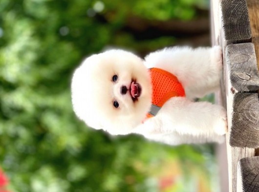 Safkan Pomeranian Boo Yavrular görsel