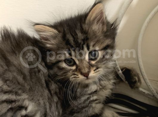 Saf Kan British Longhair Yavrularımız Yeni Yuvalarını Bekliyor görsel