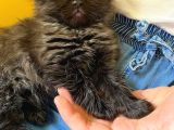 Saf Kan British Longhair Yavrularımız Yeni Yuvalarını Bekliyor