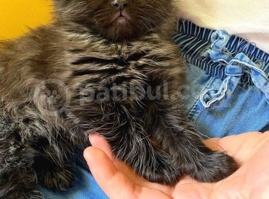 Saf Kan British Longhair Yavrularımız Yeni Yuvalarını Bekliyor görsel
