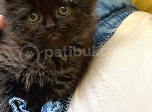 Saf Kan British Longhair Yavrularımız Yeni Yuvalarını Bekliyor görsel