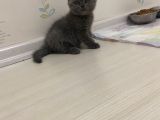 Anne British Shorthair Baba Scottish Fold