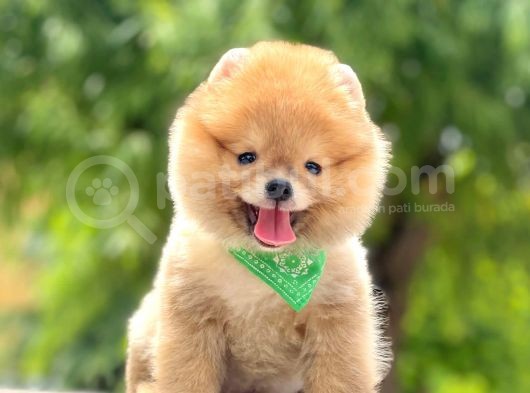 Safkan Pomeranian Boo Yavrular görsel