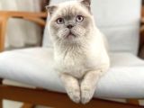 Anne British Shorthair Baba Scottish Fold