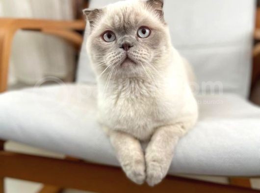 Anne British Shorthair Baba Scottish Fold görsel