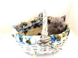 15 Gün Sonra Teslim Scottish Fold Yavrular