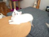 Safkan British Shorthair Ve Longhair Yavrular