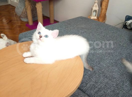 Safkan British Shorthair Ve Longhair Yavrular görsel