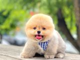 Safkan Pomeranian Boo Yavrular