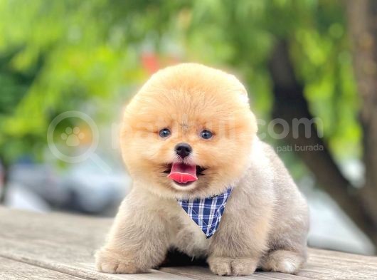 Safkan Pomeranian Boo Yavrular görsel