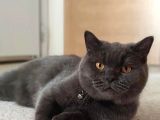 Anne British Shorthair Baba Scottish Fold
