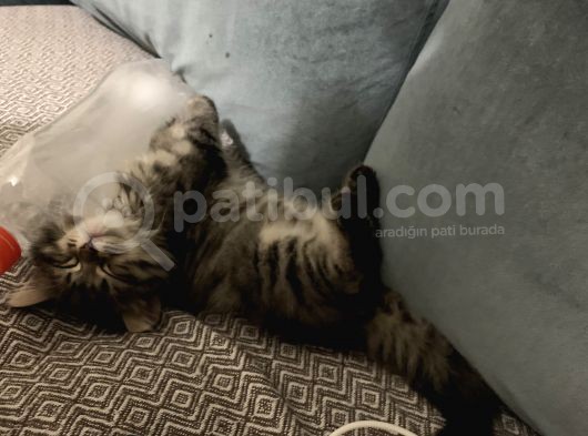 Saf Kan British Longhair Yavrularımız Yeni Yuvalarını Bekliyor