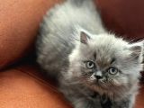 İstanbul Ve İzmir British Longhair 1 Dişi 1 Erkek 3 Aylık