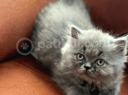 İstanbul Ve İzmir British Longhair 1 Dişi 1 Erkek 3 Aylık görsel