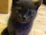 British Shorthair İlk Ve Son Yavrumuz