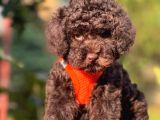 Çi̇kolata Toy Poodle