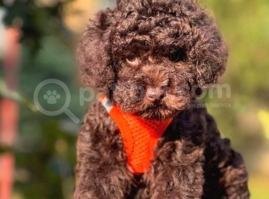 Çi̇kolata Toy Poodle