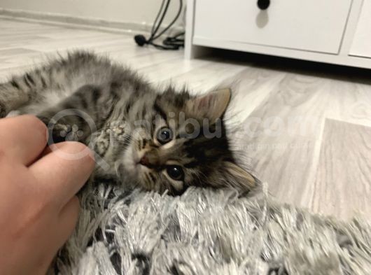 Saf Kan British Longhair Yavrularımız Yeni Yuvalarını Bekliyor görsel