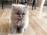 İstanbul Ve İzmir British Longhair 1 Dişi 1 Erkek 3 Aylık