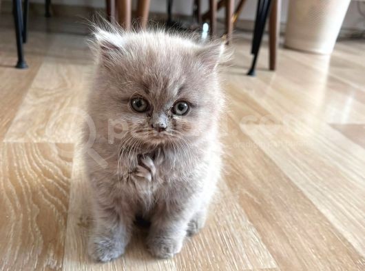 İstanbul Ve İzmir British Longhair 1 Dişi 1 Erkek 3 Aylık görsel