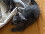 British Shorthair İlk Ve Son Yavrumuz