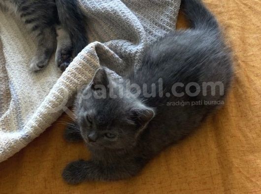 British Shorthair İlk Ve Son Yavrumuz görsel