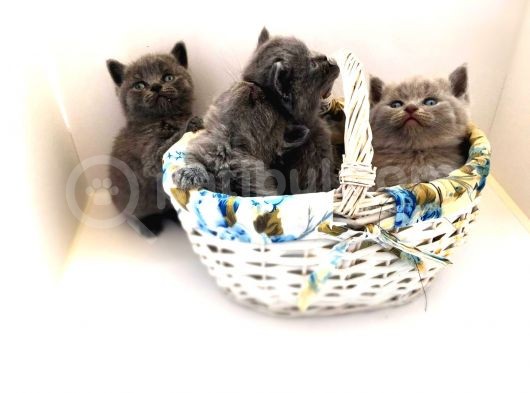 15 Gün Sonra Teslim Scottish Fold Yavrular görsel