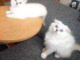 Safkan British Shorthair ve Longhair Yavrular