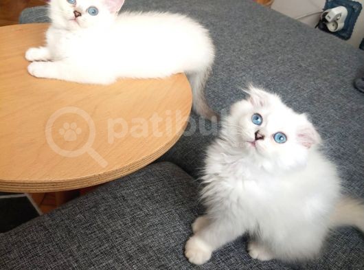 Safkan British Shorthair Ve Longhair Yavrular