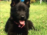 Secereli̇ Si̇yah Alman Çoban Köpeği̇ Yavrularimiz