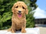Bi̇r Çok Seçenek İle Poodle Bebekleri̇mi̇z