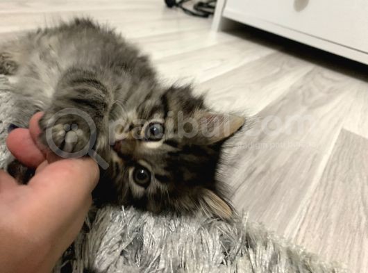 Saf Kan British Longhair Yavrularımız Yeni Yuvalarını Bekliyor görsel