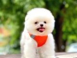 Safkan Pomeranian Boo Yavrular