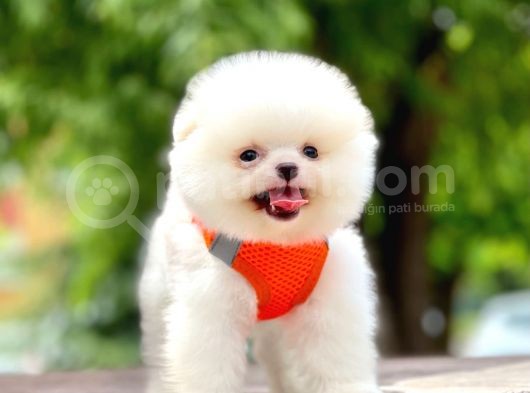 Safkan Pomeranian Boo Yavrular görsel