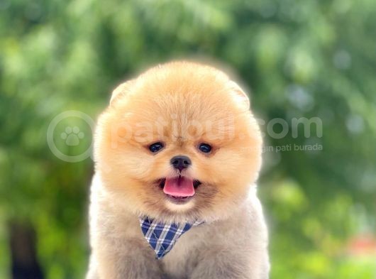 Safkan Pomeranian Boo Yavrular görsel