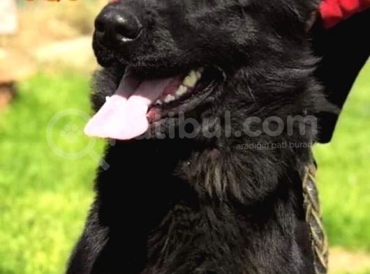 Secereli̇ Si̇yah Alman Çoban Köpeği̇ Yavrularimiz görsel