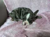 French buldog 