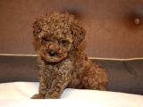 Red Brown Toy Poodle Bebekler
