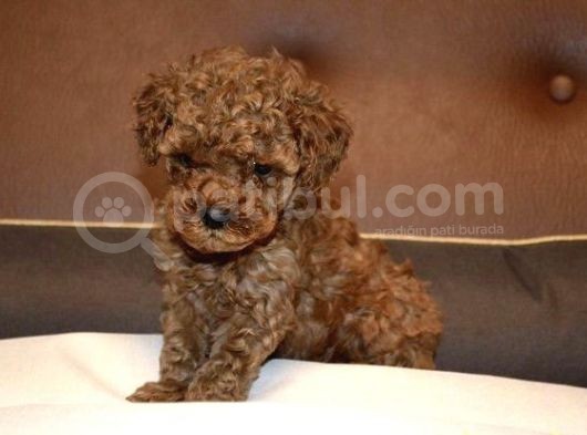 Red Brown Toy Poodle Bebekler görsel