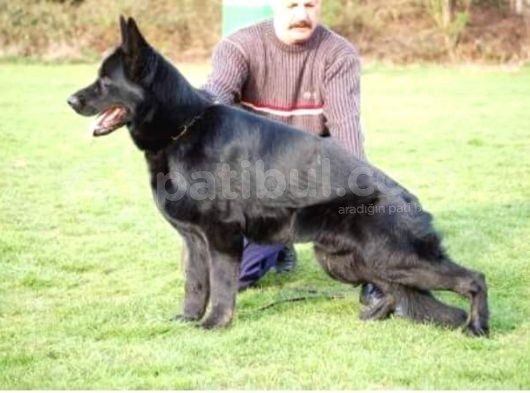 Secereli̇ Si̇yah Alman Çoban Köpeği̇ Yavrularimiz görsel