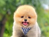 Safkan Pomeranian Boo Yavrular