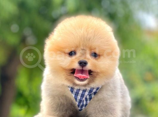 Safkan Pomeranian Boo Yavrular görsel