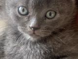 British Shorthair İlk Ve Son Yavrumuz