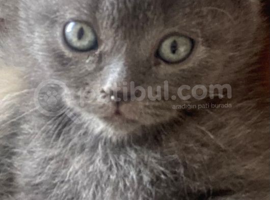 British Shorthair İlk Ve Son Yavrumuz görsel