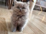 İstanbul Ve İzmir British Longhair 1 Dişi 1 Erkek 3 Aylık