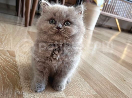 İstanbul Ve İzmir British Longhair 1 Dişi 1 Erkek 3 Aylık görsel
